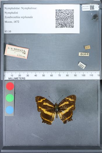 Media type: image;   Entomology 80978